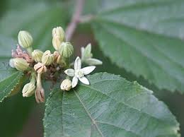 Image result for Grewia rugosifolia