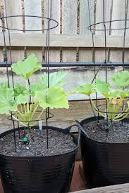 Check spelling or type a new query. Tips On Planting And Growing Zucchini In Containers Or Pots