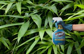 Weed fabrics control weeds by smothering weeds that emerge from below by limiting sunlight and access to nutrients that help weed growth. Killing Bamboo With Bleach And Gasoline Bambu Batu