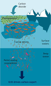 The name krill comes from the norwegian word krill, meaning small fry of fish, which is also often attributed to species of fish. Krill Swarms Responsible For Hidden Carbon Storage British Antarctic Survey
