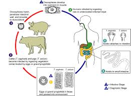 Limbricii sunt viermi sau paraziti intestinali care afecteaza mai mult copiii, in special la varste mici. Ce Se Poate Face Impotriva ParaziÅ£ilor Intestinali Cum Le Putem Detecta Si Elimina