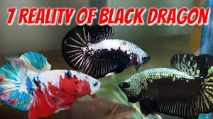 Originally it was said that a breeder crossed a. Unexpectedly Of Black Dragon Betta Black Samurai And Black Mamba Youtube