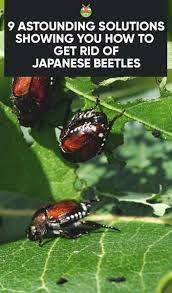If you see them crawling around your house after a long winter's nap, vacuum them up. 9 Effective Solutions On How To Get Rid Of Japanese Beetles