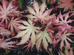 The genus acer is the largest group of deciduous trees and encompasses a vast range of shapes, sizes, colours and forms. Acer Palmatum Nebula Variegated Japanese Maple Acer Palmatum Japanese Maple Japanese Maple Tree