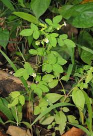 Image result for Oxalis barrelieri