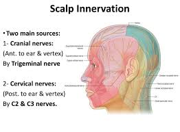 Image result for Ear Nerve Block