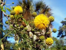Image result for Acacia fleckii