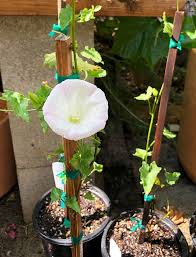 Image result for Rothmannia macrosiphon