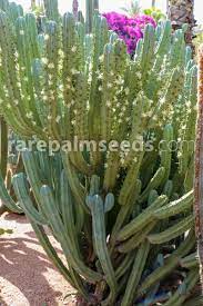 Hence, its common name blue candle, blue myrtle cactus,or whortleberry cactus. Myrtillocactus Geometrizans Blue Myrtle Cactus Buy Seeds At Rarepalmseeds Com