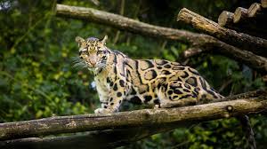 How many species of big cats are there? What Are The World S Big Cats And Where Do They Live