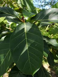 Image result for Ficus lutea