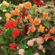 Blackmore Langdon Begonias Delphiniums White Flower Farm White Flower Farm Tuberous Begonia Annual Plants