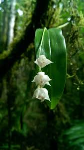 Image result for Polystachya anastacialynae