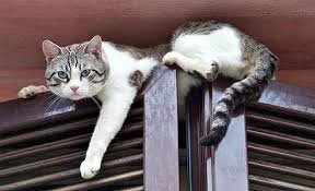 ° garde de votre chat à mon domicile durant vos absences ou ° visite de votre chat à votre domicile pour lui évité tout stress. Garde A Votre Domicile De Votre Animal