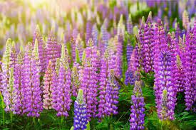 Lupine offers an exclusive collection of the brightest led lights in the world backed by german engineering. How To Plant Grow And Care For Lupine Flowers Successfully Florgeous