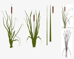 You can copy, modify, distribute and perform the work, even for commercial purposes. Cat Tail Plants By Tyke Cattail Plant Png Transparent Png 900x675 Free Download On Nicepng