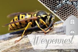Wespennest In Der Hauswand Das Hilft Gegen Wespen An Der Wand