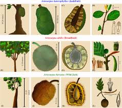 Image result for Artocarpus