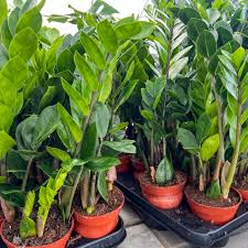Image result for Zamiokulkas Zamioculcas