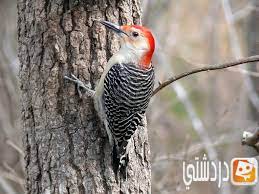 حقائق طريفة عن نقار الخشب