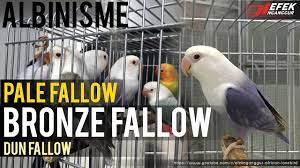 Albinisme Pada Lovebird Bronze Fallow Pale Fallow Dun Fallow C Efek Nganggur Youtube