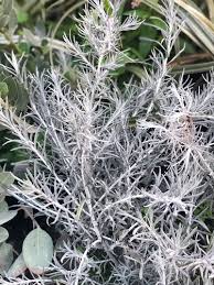 Image result for Helichrysum silvaticum