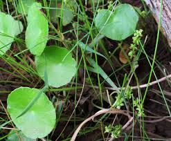 Image result for Araliaceae