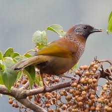 Image result for Erythrocephalum