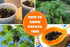 Maybe you would like to learn more about one of these? How To Grow Papaya Tree Papaya Tree Care Gardenoid