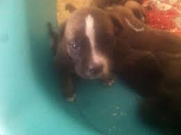 While it's important to spend some time with the puppy to make sure you're a great pair, pitbull adoption becomes much easier with the help of the puppy finder. Pitbull Puppies Pets And Animals For Sale New Hampshire