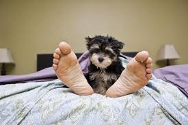 We did not find results for: Should You Snuggle With Your Dog At Night