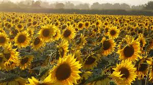Characters found in mystery science theater 3000. The Mystery Of Why Sunflowers Turn To Follow The Sun Solved The Two Way Npr