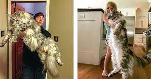 The characteristics all have a purpose or function. 21 Majestic Maine Coon Cats That Will Show You Who S The Boss