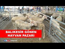 Livestock Market Auctions Havran Balikesir Turkey Ovine Livestock Market Youtube