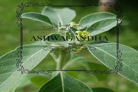 How quickly does ashwagandha work. Ashwagandha Effective Way To Boost Your Sexual Drive