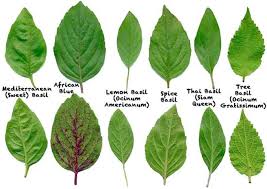 Life is short so don't shorten it with worries, grief, and sadness. Bangun Bangun Karpuravalli Cuban Oregano Remedi Batuk Asthma Dan Tambah Asi When Big Sister Speaks
