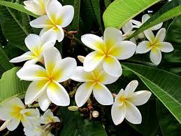 Plumeria Or Frangipani And Ghosts Plantas Con Flores Plantas Flores