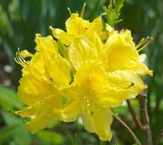 Lemon Lights Yellow Deciduous Azalea Azaleas Hydroponic Gardening Live Plants