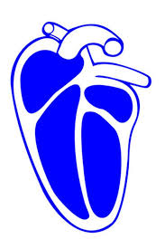 Kids Can Learn About Human Anatomy By Looking At 3d Models Cardiovascular System Heart Projects Heart And Lungs