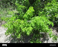 Image result for Hoslundia opposita