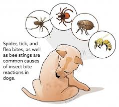 Do you know what a spider bite looks like? Insect Bite Reaction In Dogs Vca Animal Hospital