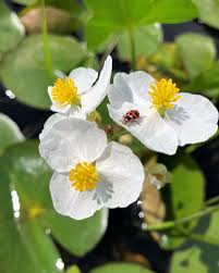 Image result for Alismataceae