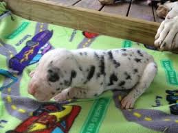 We did not find results for: 50 Euro Great Dane Puppies For Sale In Trenton Georgia Classified Americanlisted Com