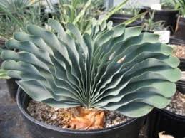 Image result for Boophone