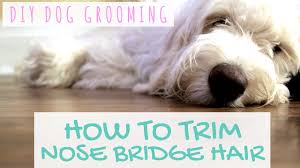 Goldendoodle puppies have the friendliness and affection of golden retrievers combined with the intelligence and hypoallergic traits of poodles. Diy Dog Grooming Goldendoodle Grooming Around Eyes Youtube