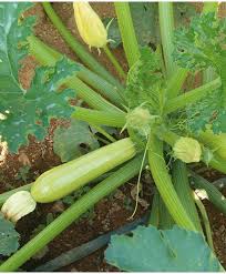 500 gr zahar (cu posibilitate de prelungire pana la 700, dar atentie, la 700 gr deja devine foarte dulce!!!), o lamaie (optional), vanilie (optional). Dovlecel Seminte Dovlecei Golden Glory F1 500 Seminte