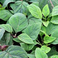 Image result for Bartlettina