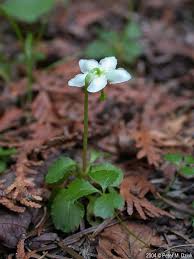Image result for Pearsonia uniflora