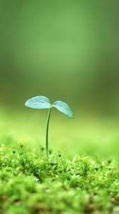 Hd Samsung Wallpapers For Mobile Free Download Hd Nature Wallpapers Wallpaper Nature Flowers Nature Wallpaper