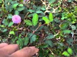 Karena itu, mengenai hukum mengenakan kalung bagi lelaki, bisa kita rinci sebagai berikut Pokok Semalu Youtube